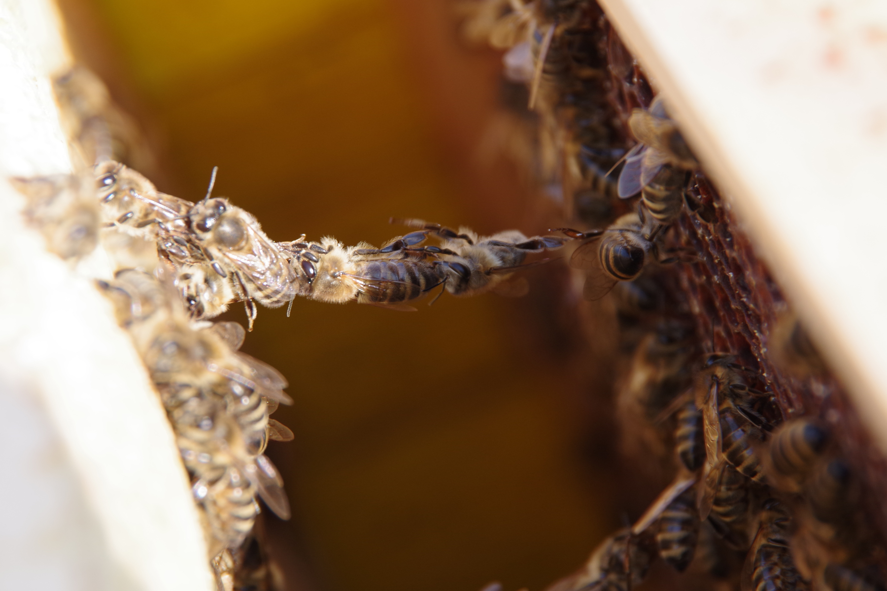 Včely tvořící řetěz při stavbě díla